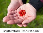 a male farmer shows a ripe red... | Shutterstock . vector #2143454539