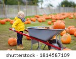 Little Boy On A Pumpkin Farm At ...