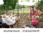 Mature age farmer feeding geese from bio organic food in the farm chicken coop. Floor cage free birds is trend of modern poultry farming. Small local business.