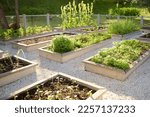 Small photo of Community kitchen garden. Raised garden beds with plants in vegetable community garden. Lessons of gardening for kids and seniors
