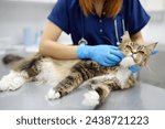 Professional veterinarian examining a Maine Coon cat at a veterinary clinic. Pet examination and vaccination in the veterinary office. Doctor checking up a fluffy tomcat for fleas and ticks