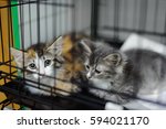 Two Kittens In A Cage In An...