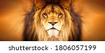 African Male Lion Headshot...