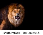 Portrait Of A Beautiful Lion ...