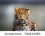 Portrait Of A Beautiful Leopard