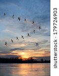 Flock Of Geese Flying In V...