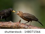 Juvenile Blackbird Blackbird...