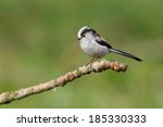 Long Tailed Tit Perched On A...