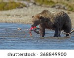 Brown Bear Hunting For Sockeye...