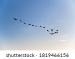 Flock of geese flying in the sky