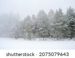 Pine woodland at a snowy lake with frosty trees a misty day