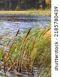 Bulrush Plants At A Lake In...