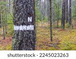 Marking on a tree for a nature reserve