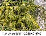 Green Moss Covering Branches On ...