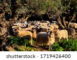 Sheep Somewhere Near Kourounes...