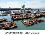 Sea lions on pier 39 in San Francisco, USA.