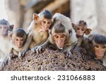 Group Of Baby Monkeys