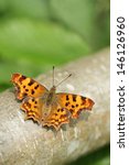 Comma Butterfly Polygonia C...