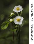 Blooming Wild Strawberry In...