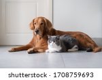 Small photo of Golden Retriever and British Shorthair get along