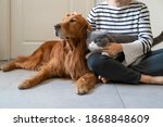 Small photo of Golden Retriever and British Shorthair accompany their owner