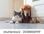 Small photo of British Shorthair and Golden Retriever get along friendly
