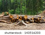 logs of trees in the forest after felling