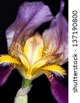 Iris Germanica Violet Flower...
