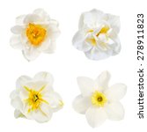 Narcissus  collage  flowers are ...