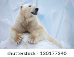  Portrait Of Large White Bear...