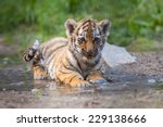Small Tiger Cub Lying In Water