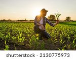 Small photo of Farmer is standing in his growing corn field. He is examining crops after successful sowing.