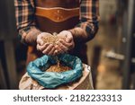 Small photo of Master brewer examining the barley seeds before they enter production. Brewery technician with bag of barley in front.