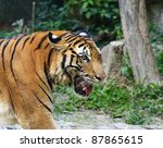  Asia Tiger