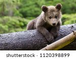 brown bear cub baby sitting on belly on fallen spruce tree looking at camera with green forest background 