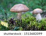 Edible Mushroom Leccinum...