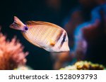 Small photo of Kole Tang Or Spotted Surgeonfish Or Goldring Surgeonfish Or Yellow-eyed Tang Fish Ctenochaetus Strigosus Swimming In Water.