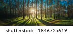 Small photo of Beautiful Sunset Sunrise Sun Sunshine In Sunny Summer Coniferous Forest. Sunlight Sunbeams Through Woods In Forest Landscape. Panorama Panoramic View