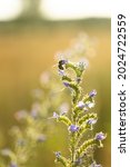 Small photo of Close Up Echium Vulgare, Known As Viper's Bugloss And Blueweed. Bumblebee Sitting On Flower. Summer Background