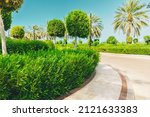 High quality photo. Walkway Lane Path With Green Decoration Trees And Palms, Bushes In Park. Beautiful Alley In Park. Pathway Way Through landscaped urban park in Dubai. Landscape design. Garden