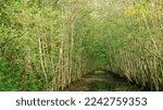 Small photo of Clearing Forest Way Near Natural Swamp. Breaking Road Through Forest Swamp. Overcoming Difficulties Concept. View On Natural Swamp. Nature Reserve At Autumn Sunny Day.