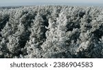 Small photo of ungraded, d-log Beautiful Snowy White Forest In Winter Frosty Day. Aerial View Flight Above Amazing Pine Forest. Landscape. Scenic View Of Park Woods. Nature Elevated View Of Winter Frost Woods. Snowy