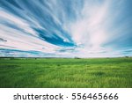 Green Field In Spring Season. Agricultural Rural Landscape At Evening. Copy Space On Sunny Blue Sky Background.