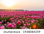 Blossoming Tulip Fields In A...