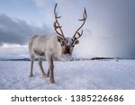 Portrait of a reindeer with...