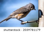 Tufted Titmouse At The Feeder