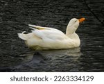 A White Duck Swims Along        ...