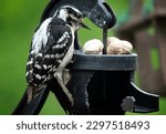 Woodpecker Finds A Stack Of...