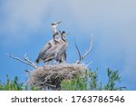 Great Blue Heron Nest High In A ...