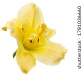 Yellow Flower Of  Day Lily ...